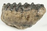 5" Southern Mammoth Partial Upper M2 Molar - Hungary - #200773-1